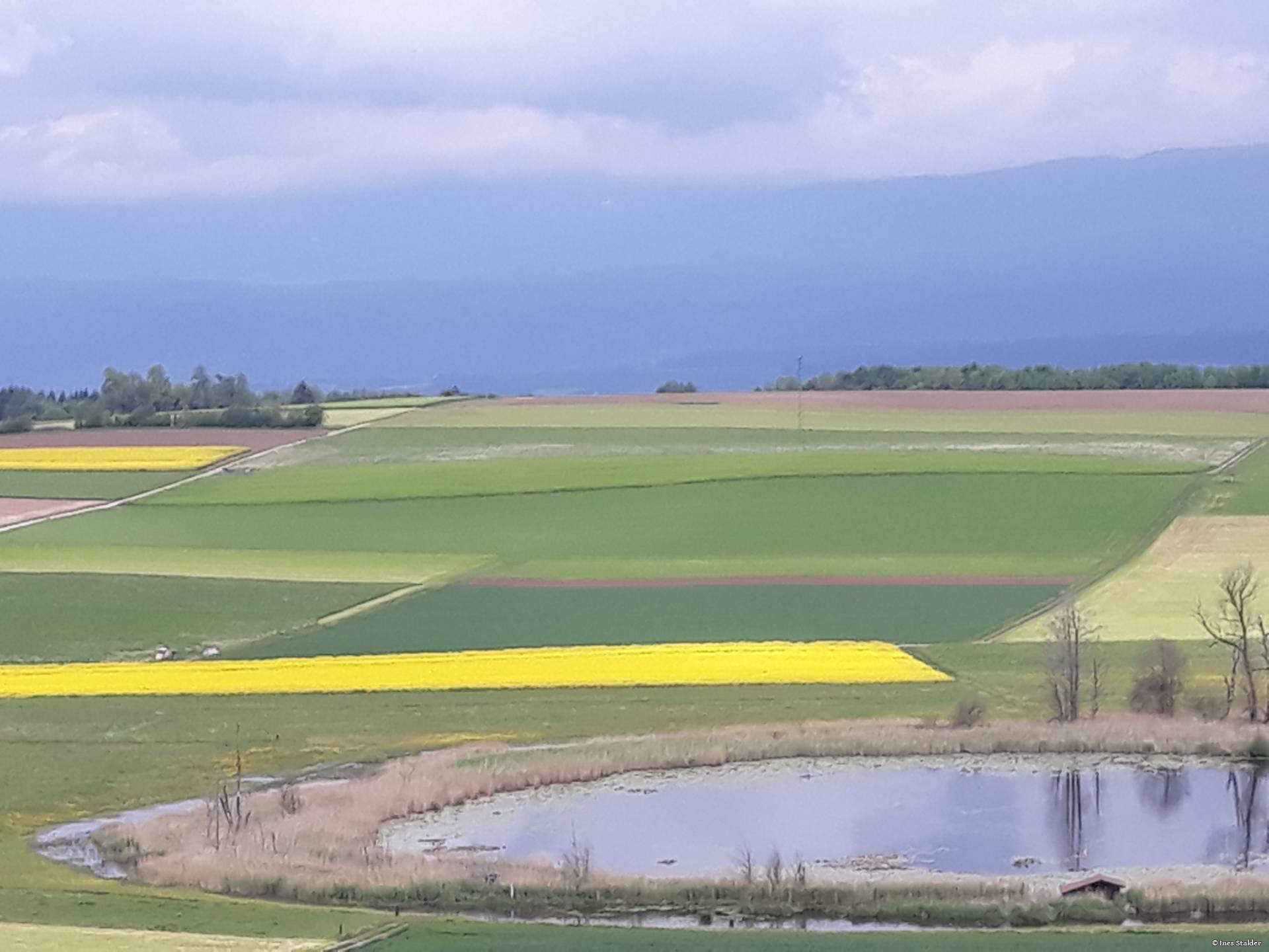 Lobsigensee