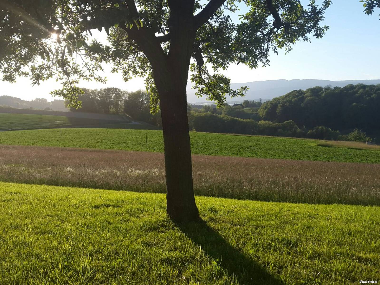 Aussicht Rossgarten, Lobsigen