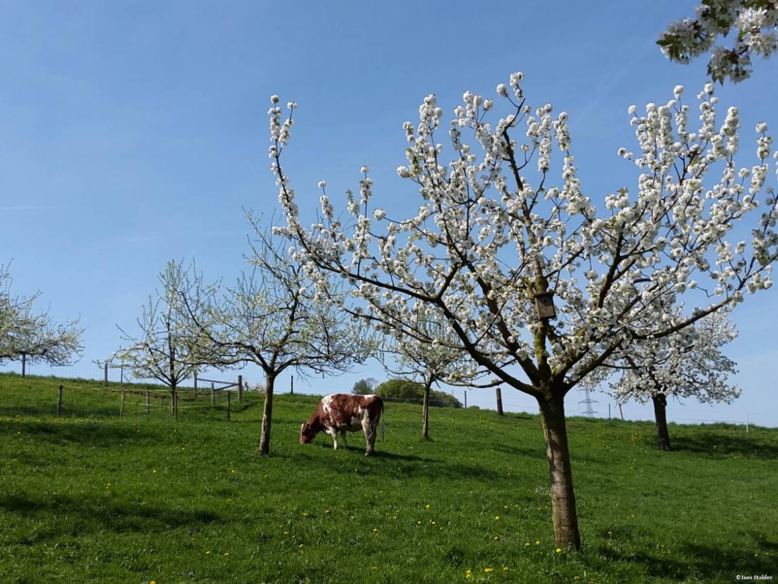 Kuhweide Ruchwil